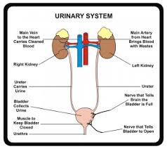 How the system works - The Excretory System